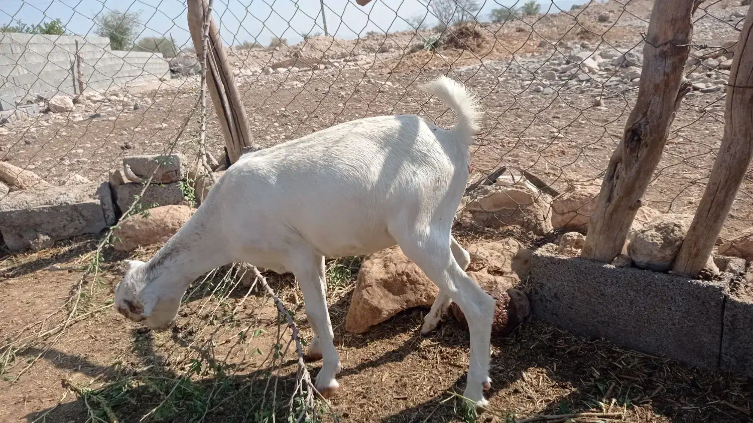 ۸۰۰۰۰۰۰۰۰|حیوانات مزرعه|شمیل, |دیوار