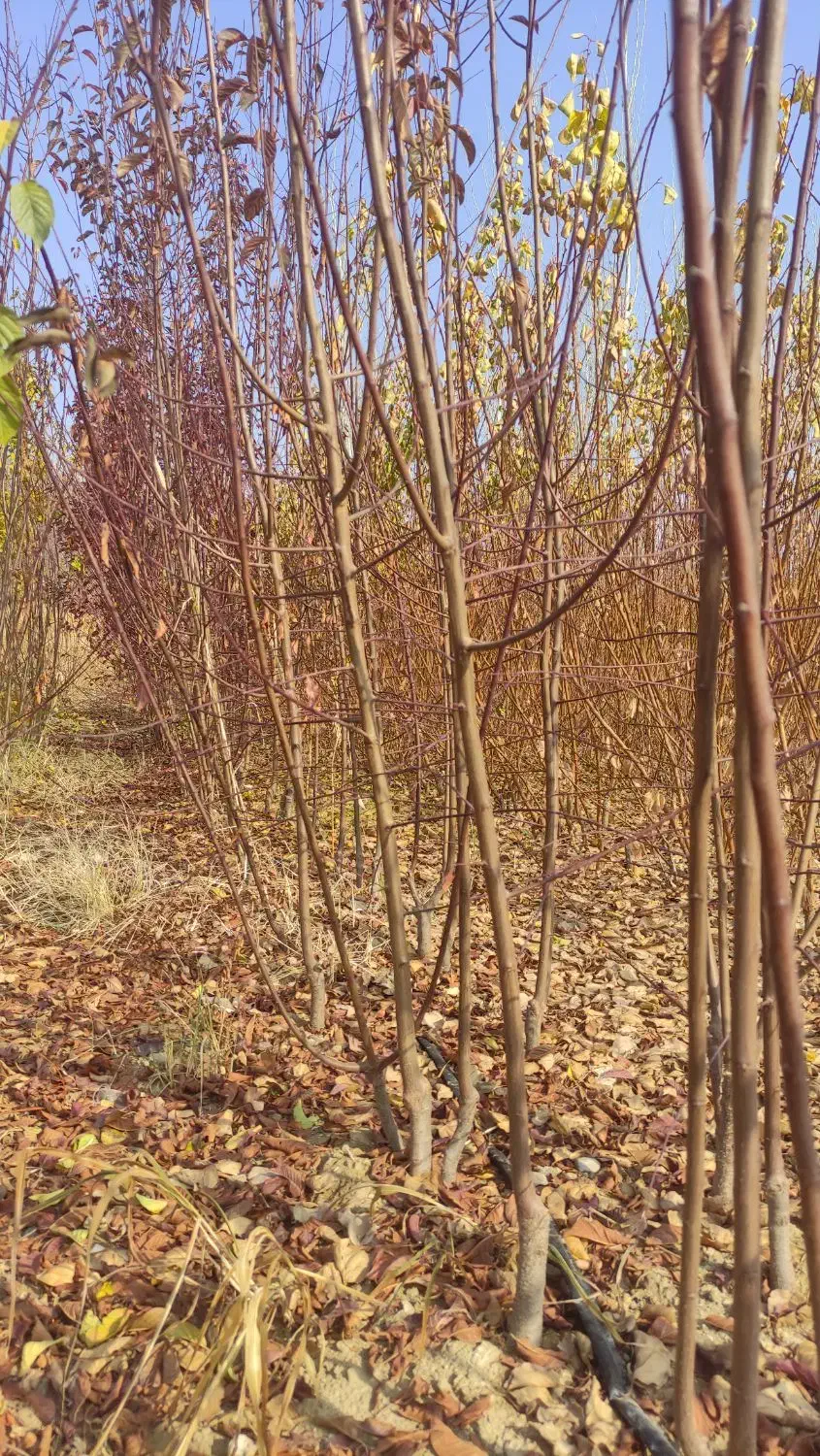 نهال آلو شابلون آلو پفکی آلو اختری و...|خدمات باغبانی و درختکاری|باروق, |دیوار