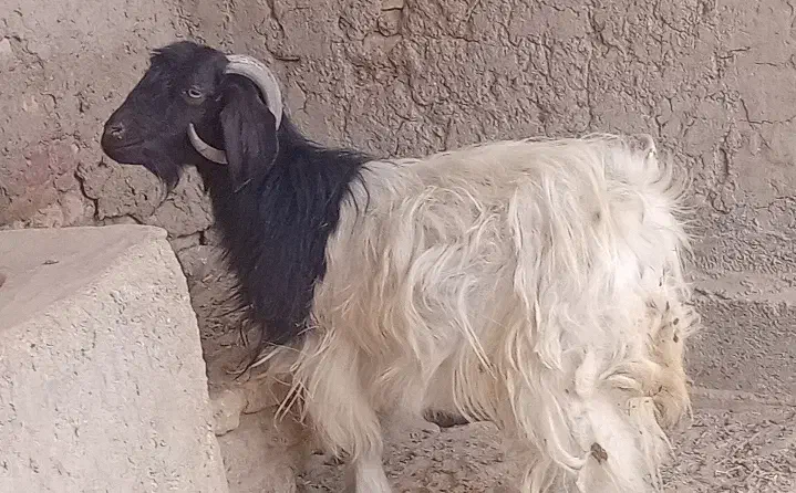 بز  ....بزغاله|حیوانات مزرعه|زابل, |دیوار