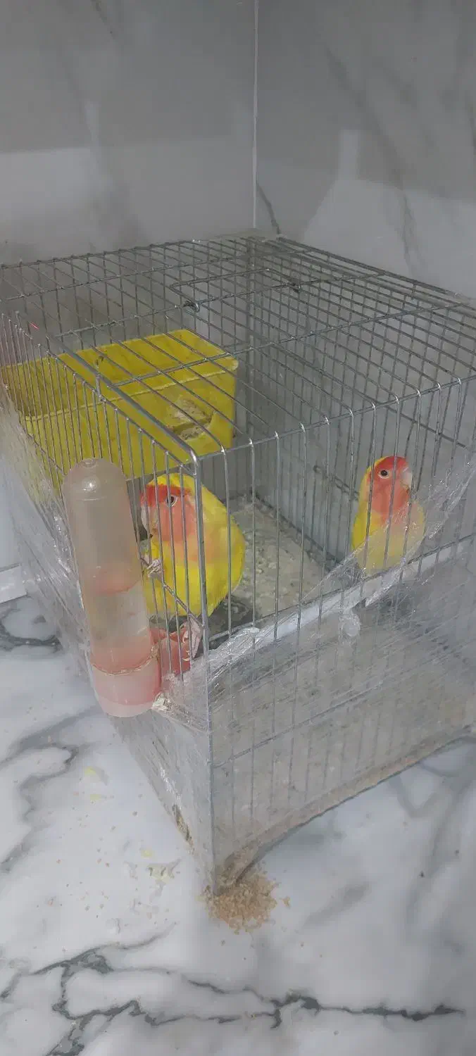 طوطی برزیلی|پرنده|ماکو, |دیوار