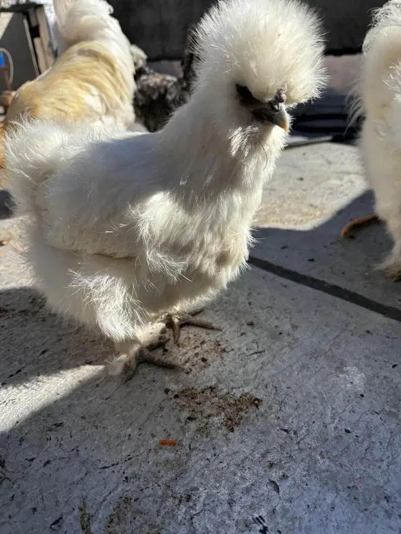 مرغ ابریشمی اوپال اصل|حیوانات مزرعه|تهران, بازار|دیوار