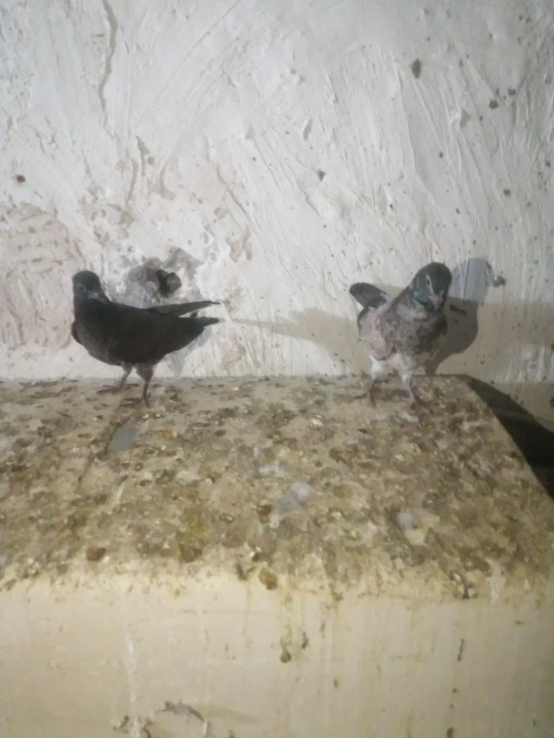 کبوتر|پرنده|آزادشهر, |دیوار