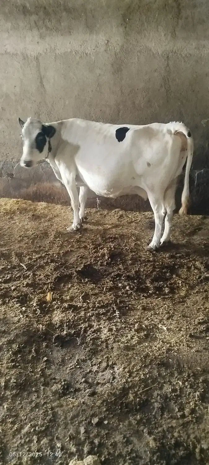 گاو شیری|حیوانات مزرعه|اردبیل, |دیوار