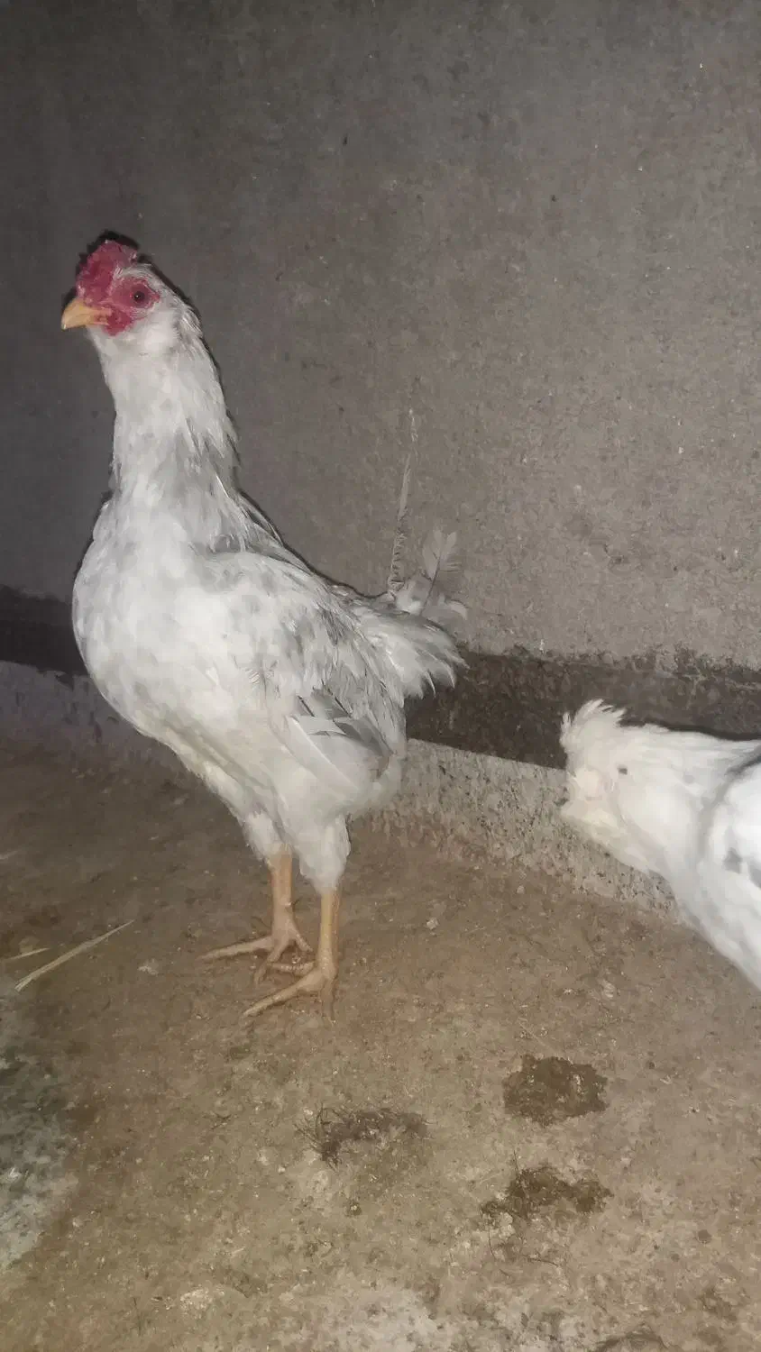 خروس گلین ریشو چهل تاچ طوسی|حیوانات مزرعه|حمیدیا, |دیوار