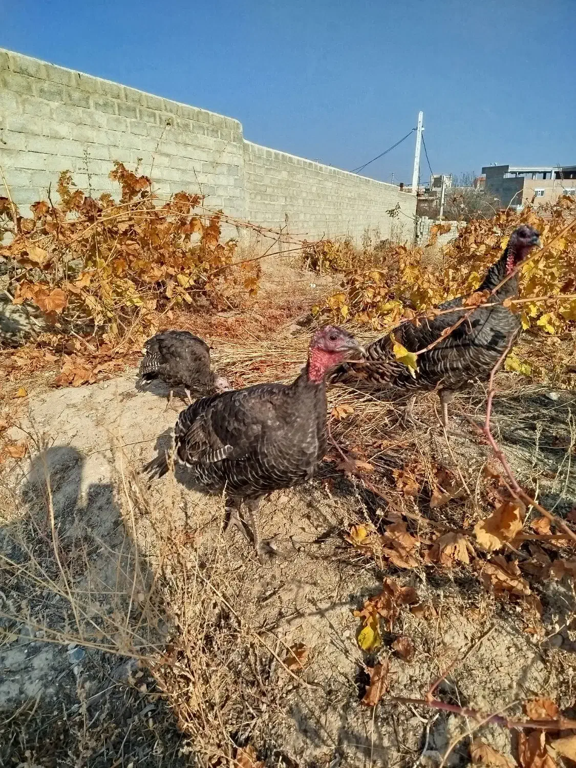 سه‌عددبوقلمون|حیوانات مزرعه|سلماس, |دیوار