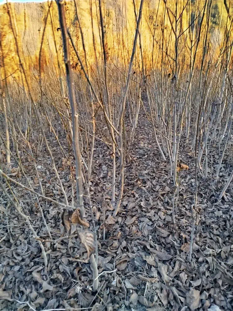 نهال های لیبل دار و شناسه دار|خدمات باغبانی و درختکاری|شاندیز, |دیوار