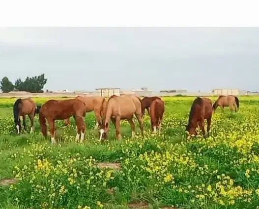 اسب درهشوری|اسب و تجهیزات اسب‌سواری|شیراز, شهرک صنعتی شیراز|دیوار