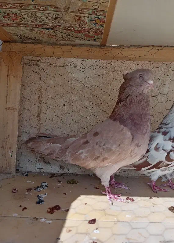 کبوتر نوک ریز زرد شکلاتی سرور|پرنده|اصفهان, بهارانچی|دیوار