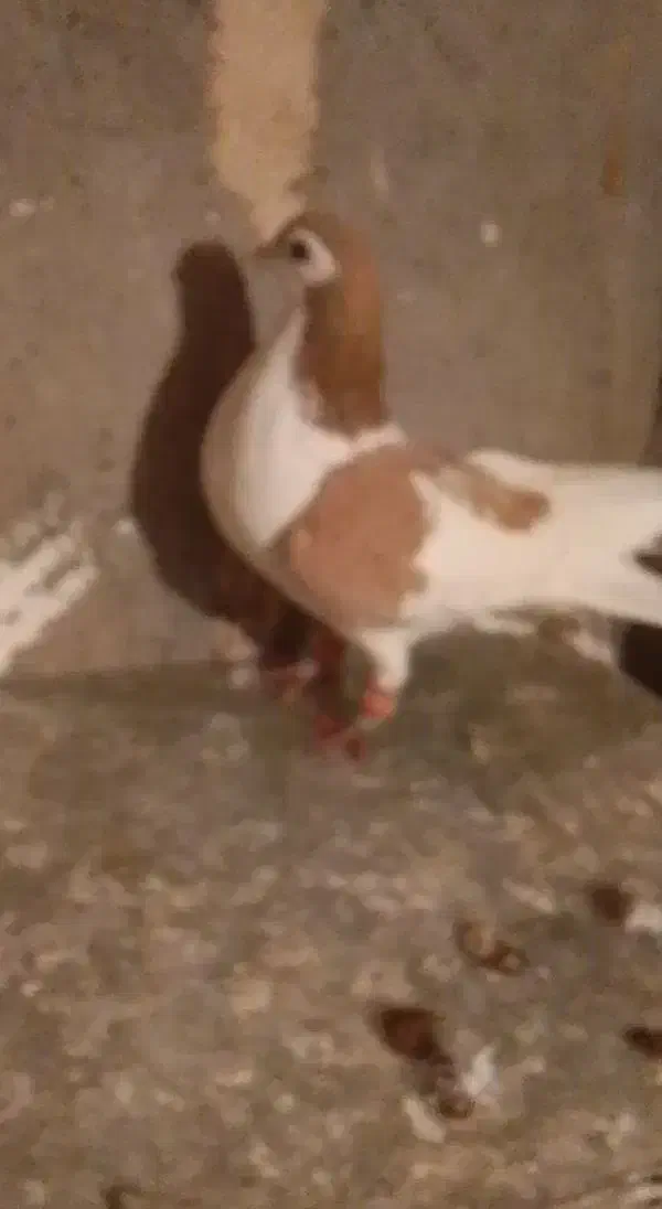 کبوتر|پرنده|نیشابور, دربقاضی|دیوار