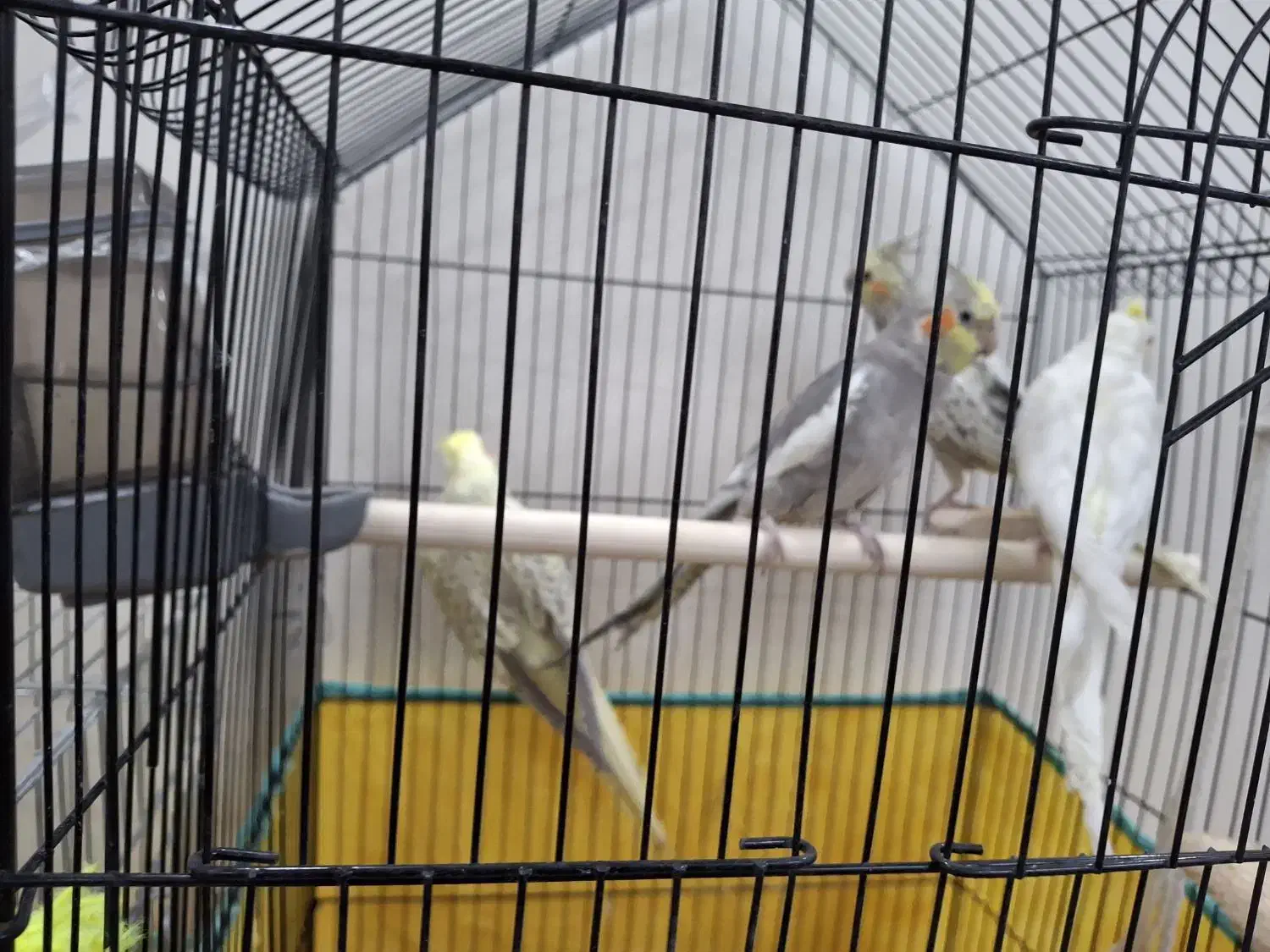 عروس هلندی|پرنده|تهران, نارمک جنوبی|دیوار