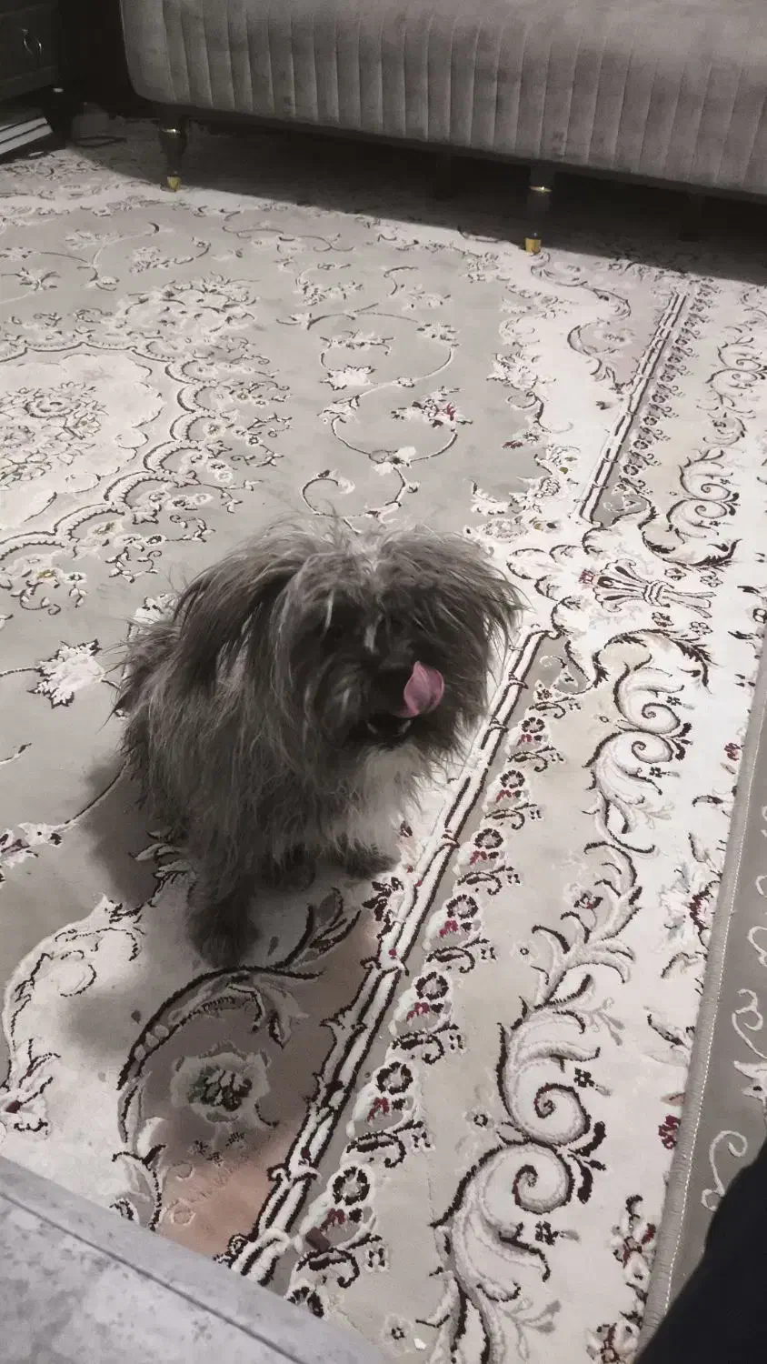 سگ خونگی|سگ|شهرضا, |دیوار