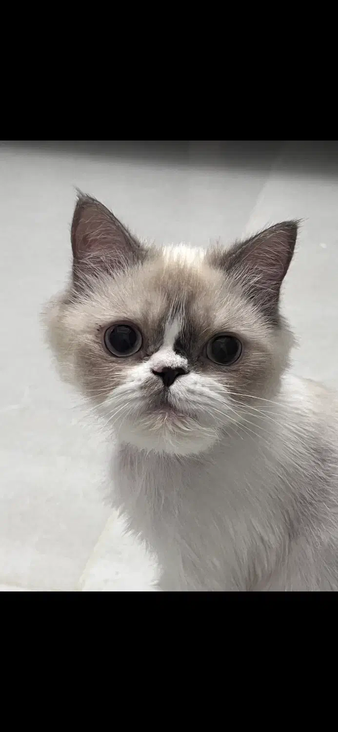 گربه پرشین|گربه|تبریز, |دیوار