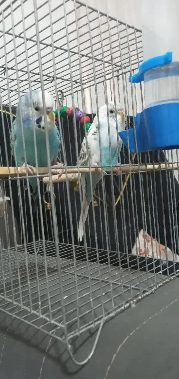 جفت مرغ عشق|پرنده|تهران, مهرآباد جنوبی|دیوار