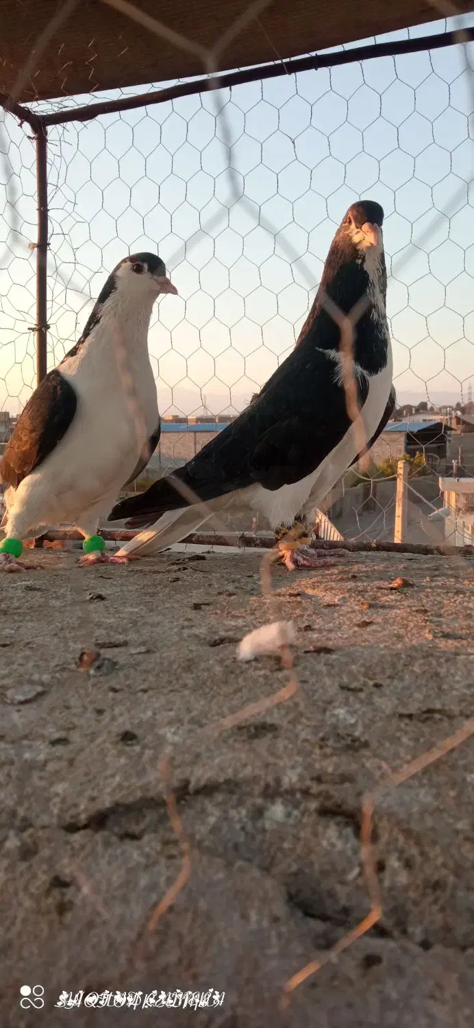 جفتی|پرنده|سبزوار, کهنه آب|دیوار