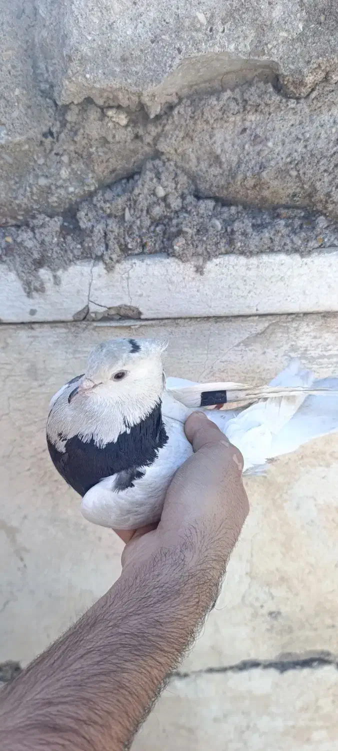 طوقی|پرنده|مسجد سلیمان, |دیوار