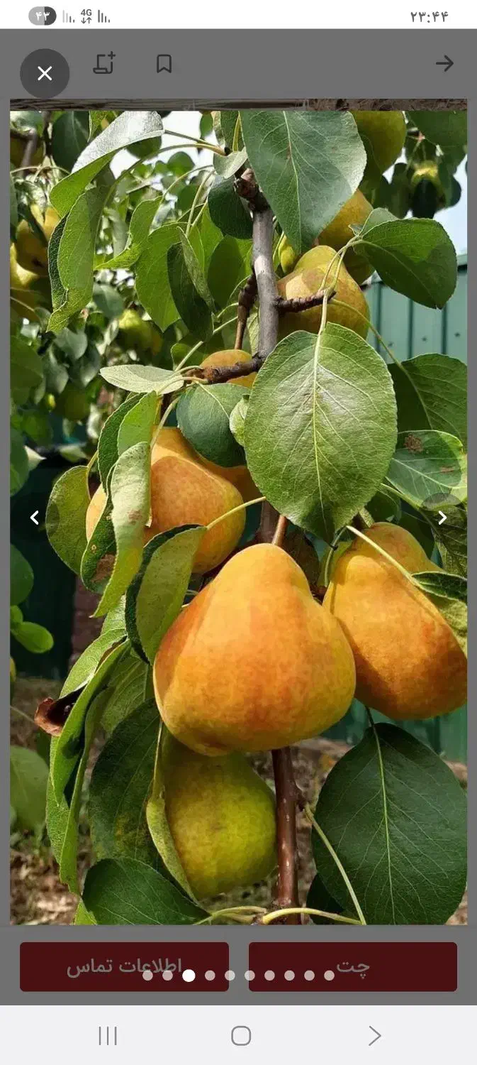 نهالستان گردو دیرگل خوشه ای و صنوبر نگرا و بادام|خدمات باغبانی و درختکاری|قزوین, |دیوار