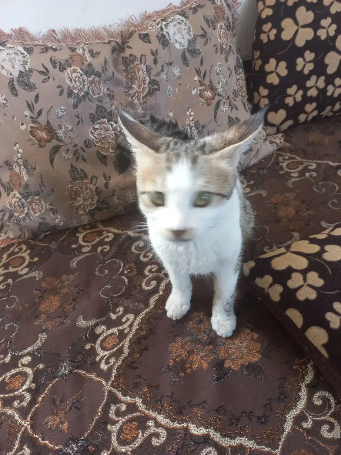 واگذاری گربه|گربه|شهرکرد, |دیوار