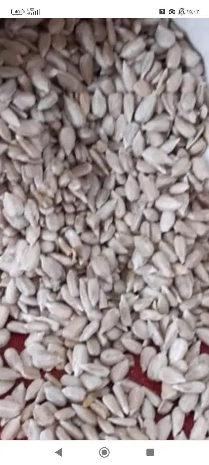 نمایندگی مغز تخمه آفتابگردان|خوردنی و آشامیدنی|شیراز, حجت آباد|دیوار
