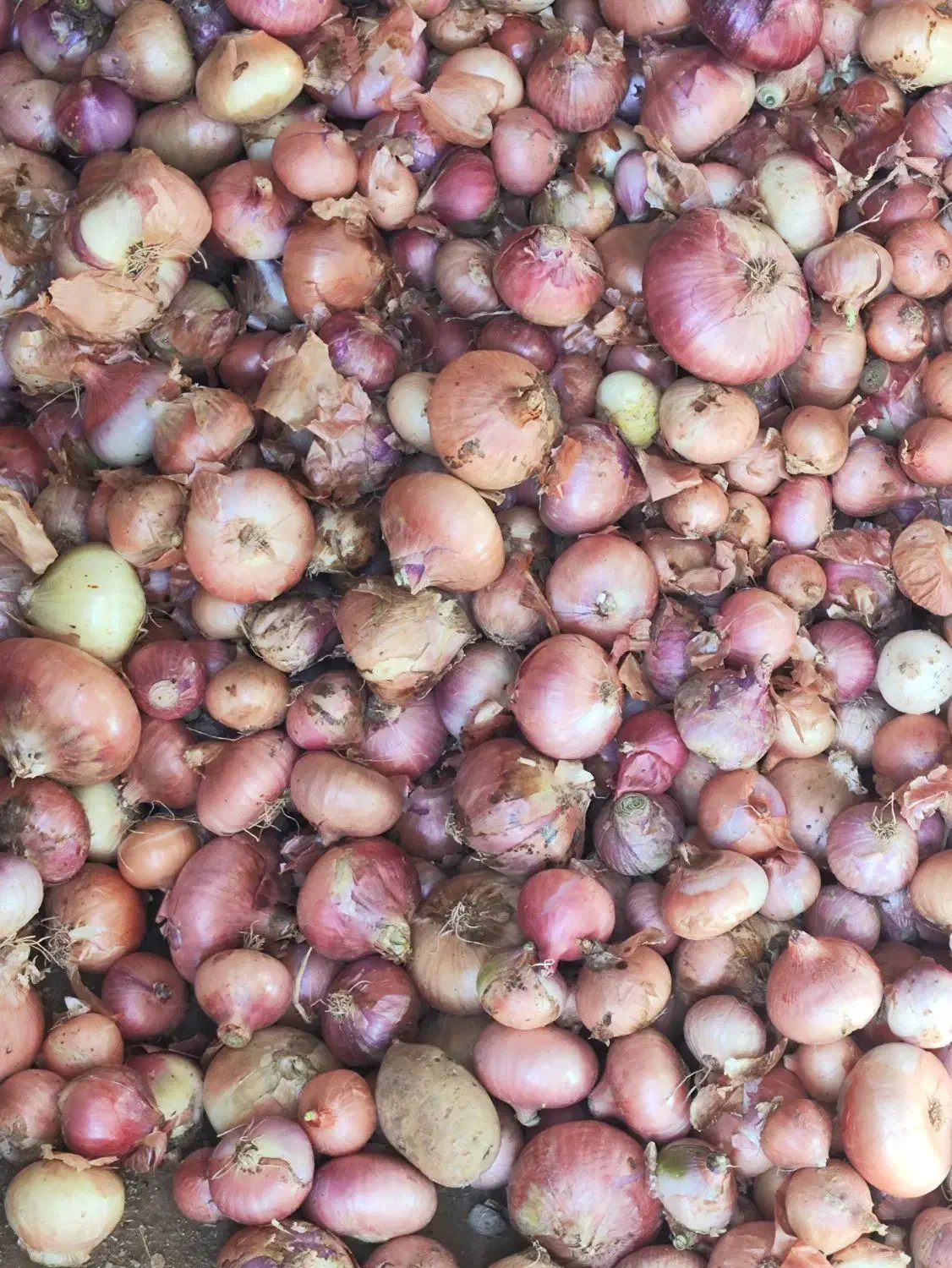 پیاز  خوراکی|خوردنی و آشامیدنی|بلبان آباد, |دیوار