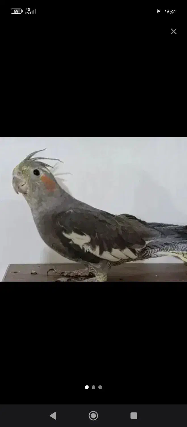 عروس هلندی|پرنده|قیدار, |دیوار