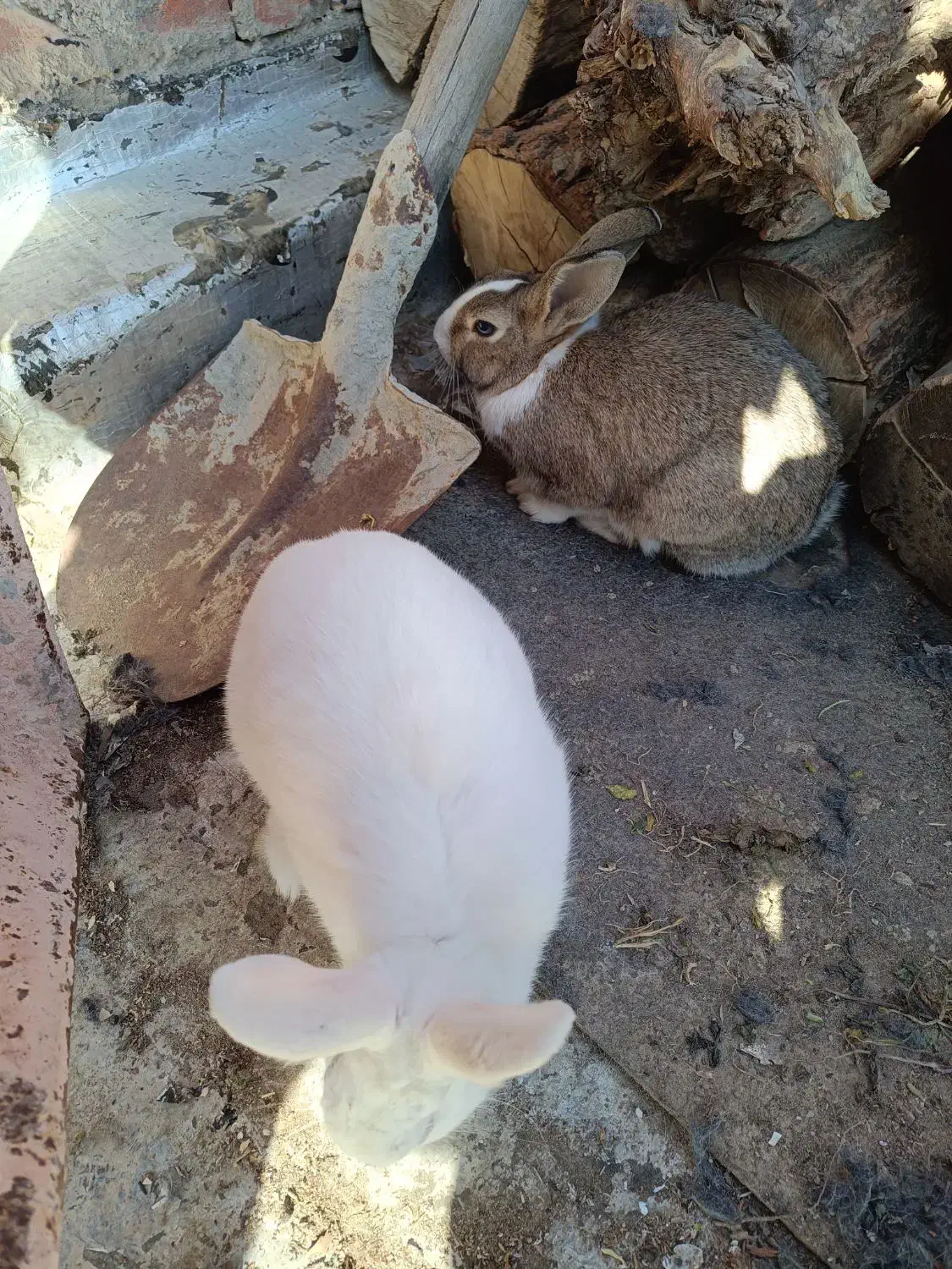 خرگوش|موش و خرگوش|مهاباد (آذربایجان غربی), |دیوار