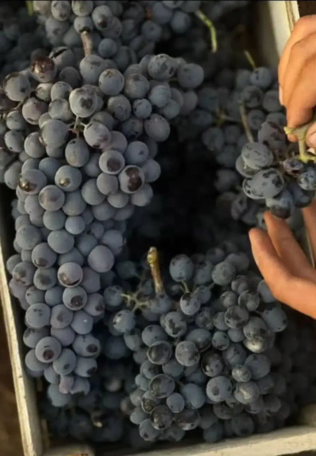 انگور سردشت و قزوینی به قیمت عمده|خدمات باغبانی و درختکاری|شیراز, زرهی|دیوار