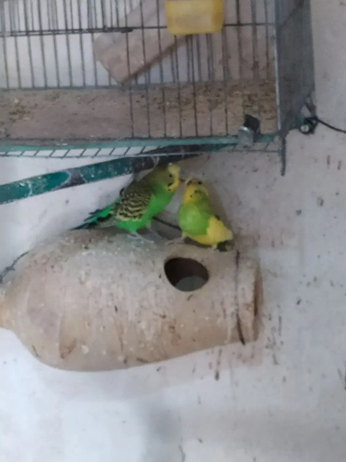 مرغ عشق|پرنده|عجب شیر, |دیوار