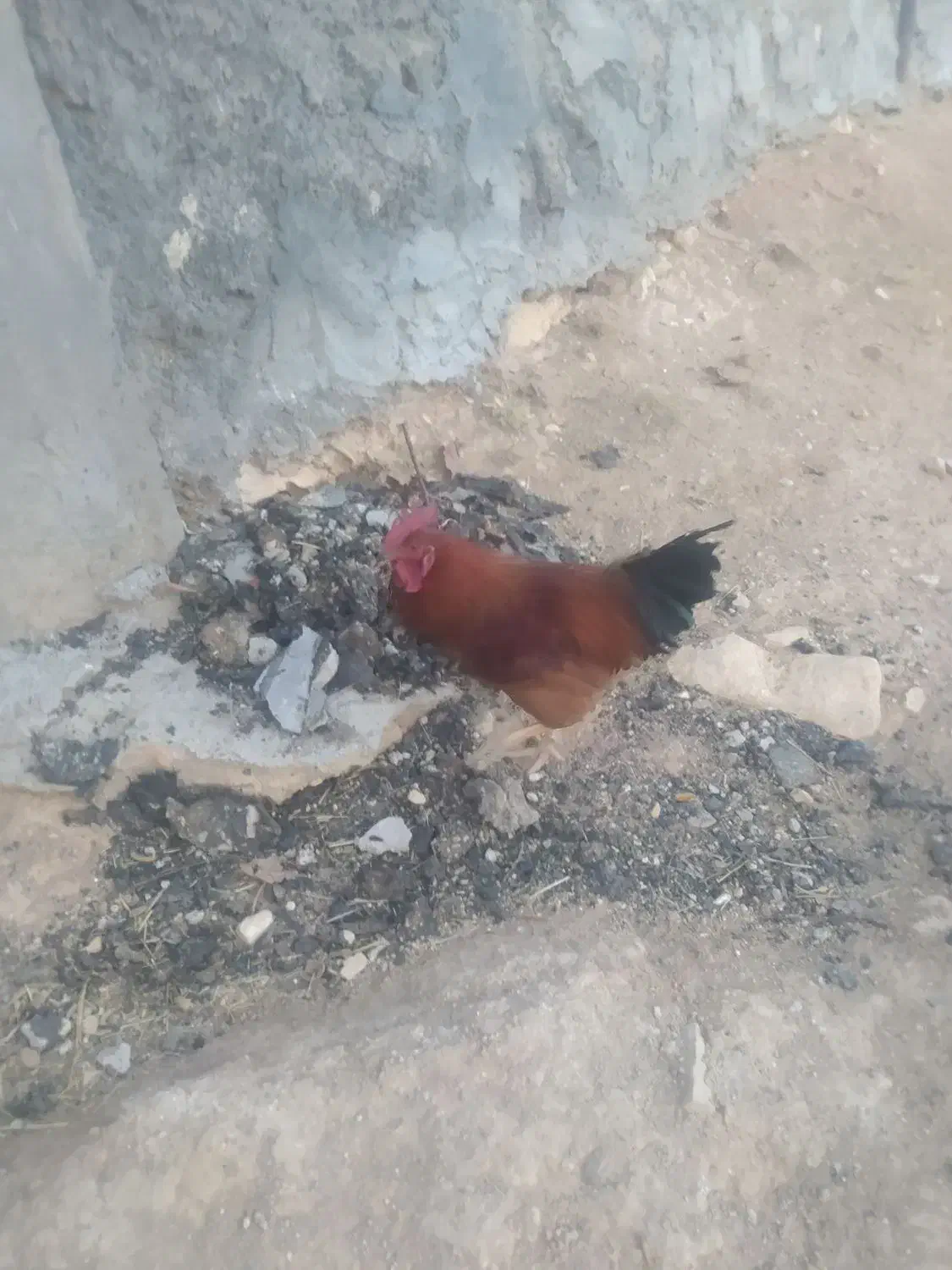 مرغ|پرنده|صمصامی, |دیوار