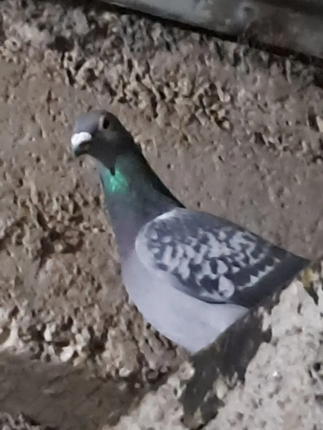 دوبر|پرنده|اردبیل, |دیوار