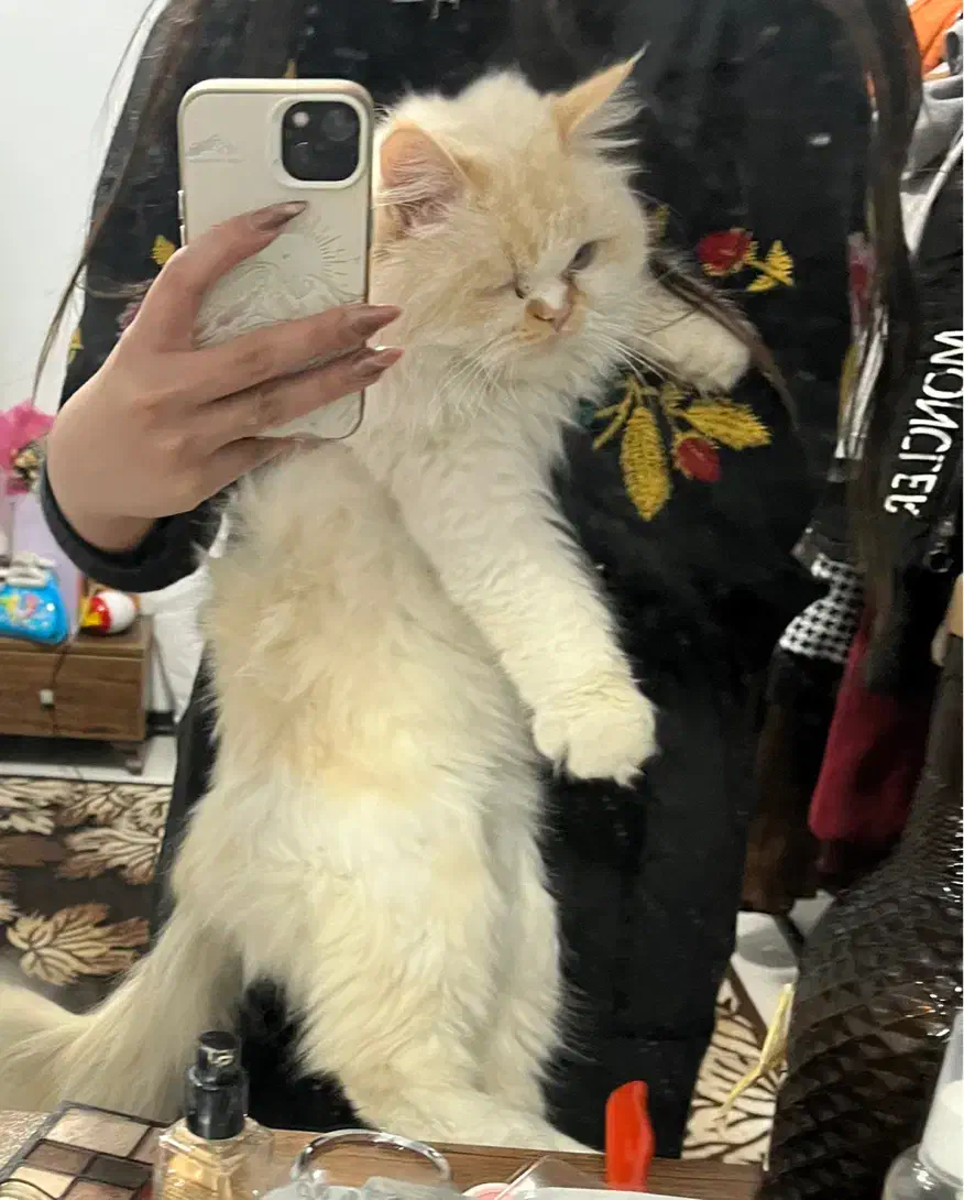 گربه پرشین|گربه|قم, پردیسان|دیوار