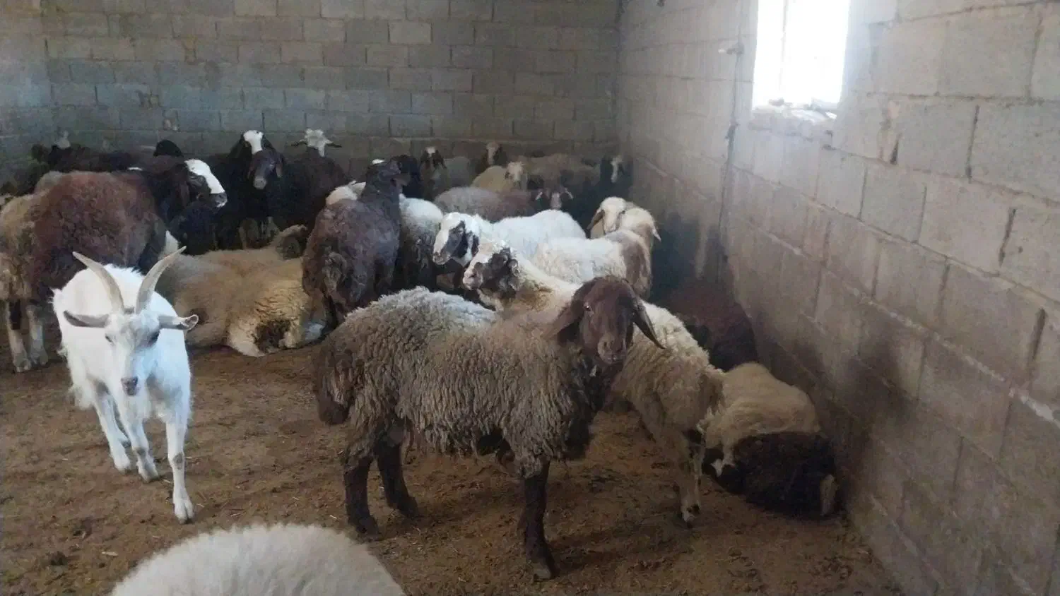 بره نر چاق|حیوانات مزرعه|بوئین و میاندشت, |دیوار