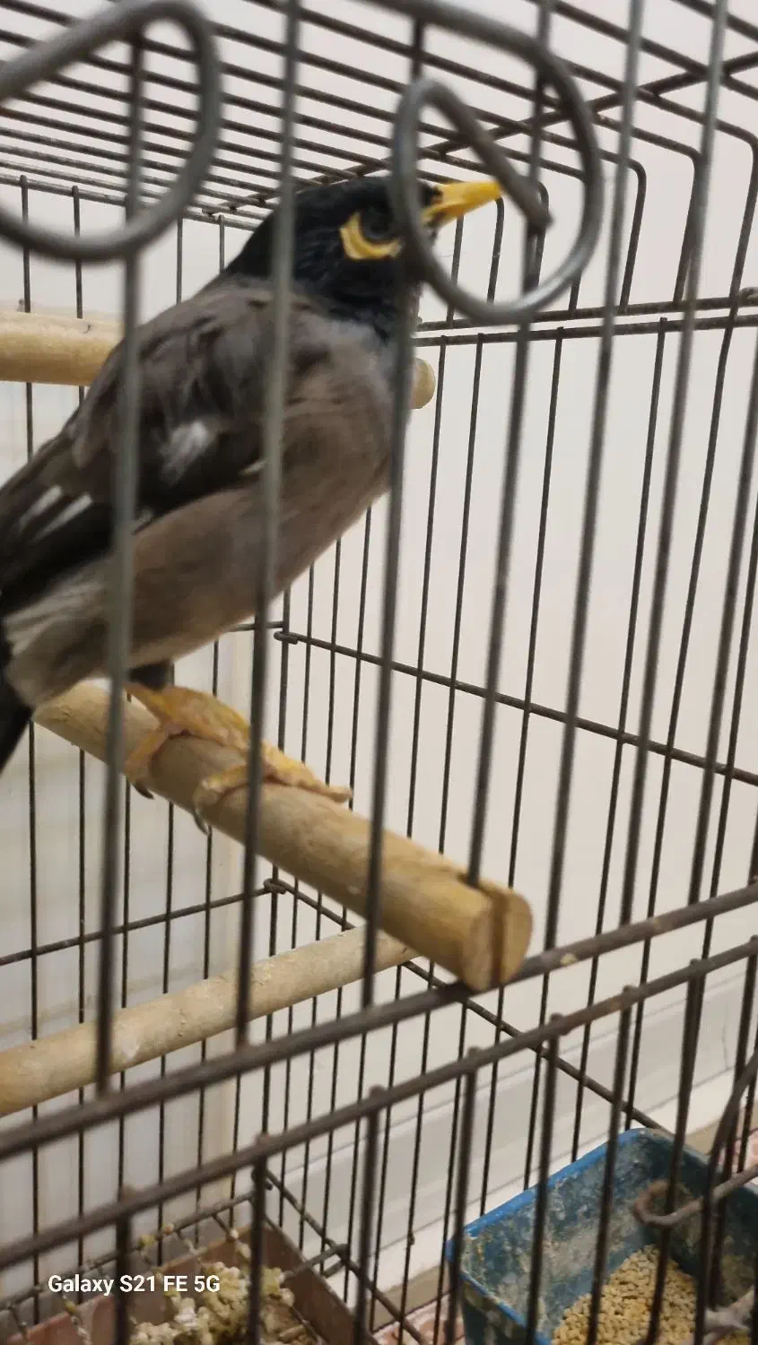 مرغ مینا|پرنده|کرج, شهرک یاس جنوبی|دیوار