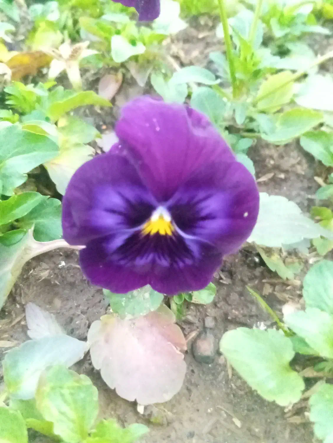 گل بنفشه و گل مینا|گل و گیاه طبیعی|رشت, حمیدیان|دیوار