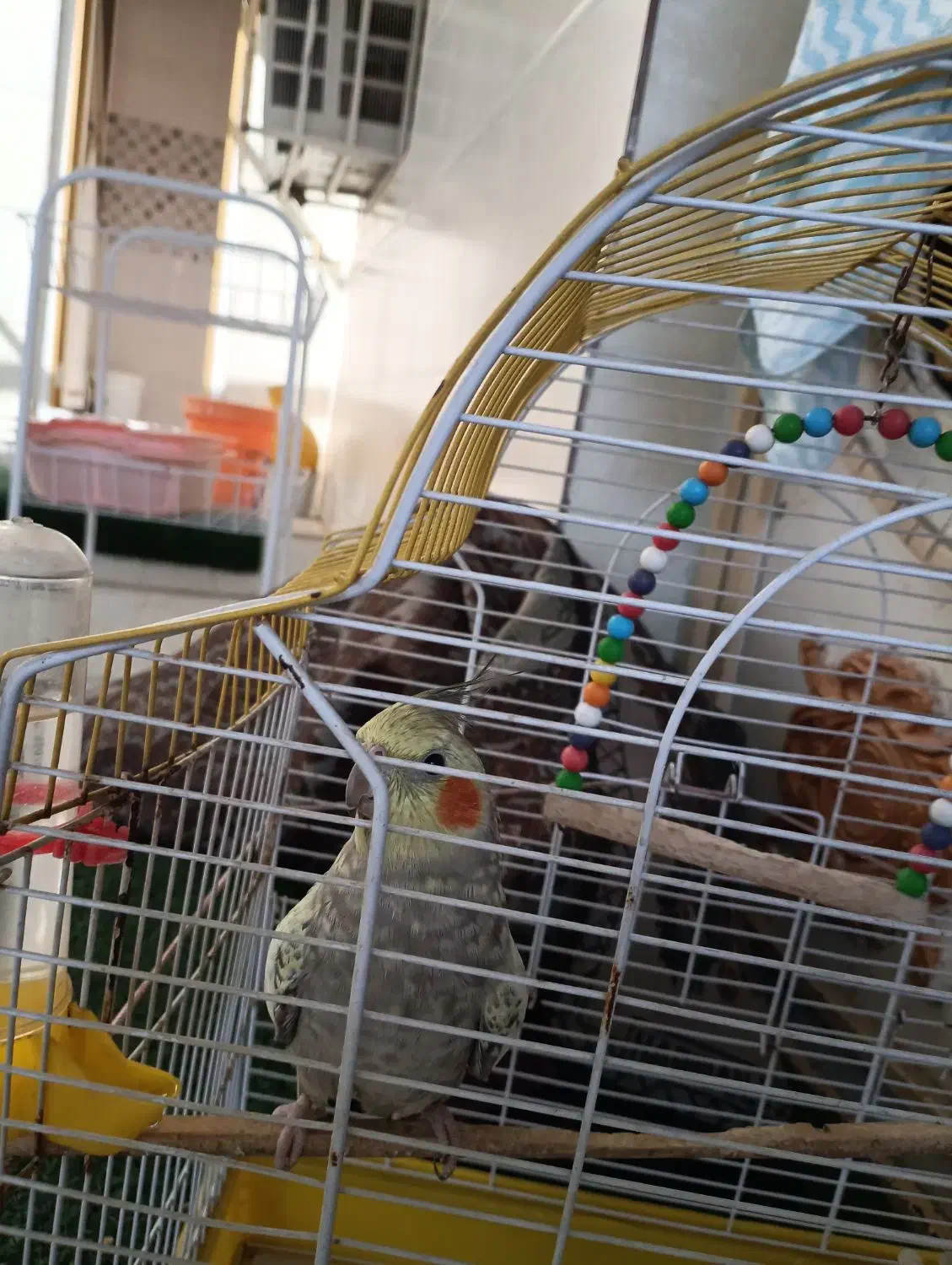 عروس ماده گل باقالی|پرنده|میناب, |دیوار