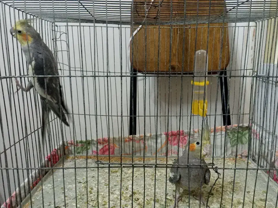 عروس هلندی (جفت) سالم ( هر دو فقط ۹۰۰ هزار تومان)|پرنده|مرند, |دیوار