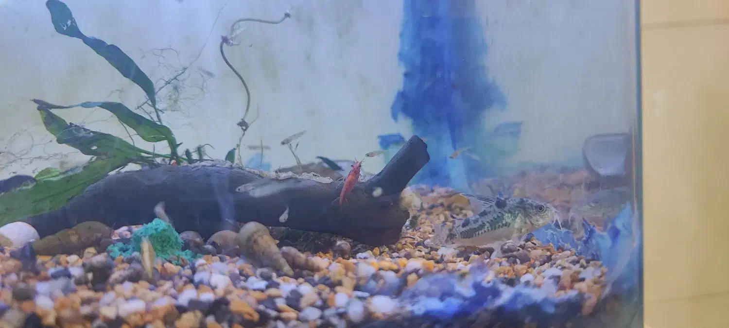 گالری آکواریوم مومنی ردتیل|ماهی|نیشابور, امام|دیوار