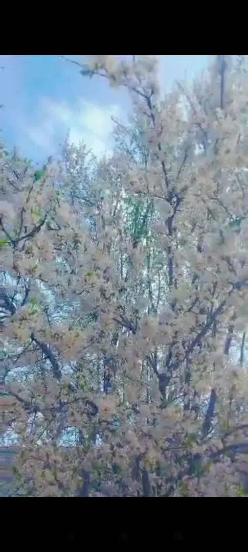 باغ جاده اصلی سپیدار|فروش زمین و ملک کلنگی|سپیدار, |دیوار