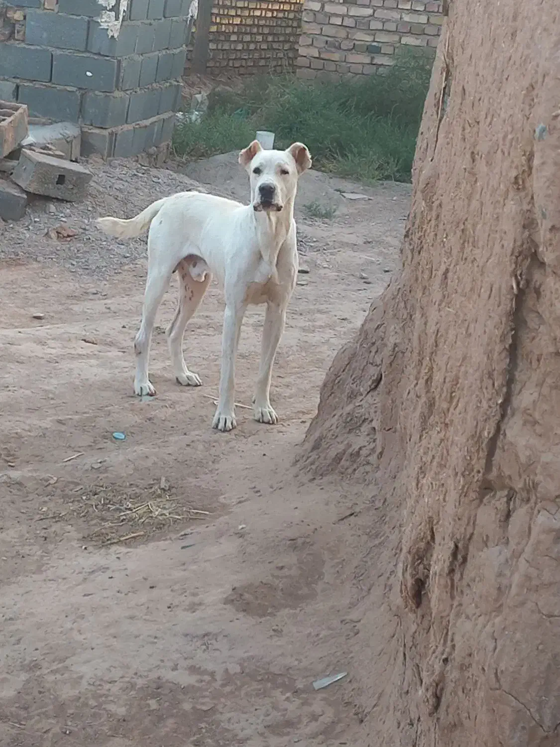 سگ گمشده|حیوانات|تربت جام, معدآباد|دیوار
