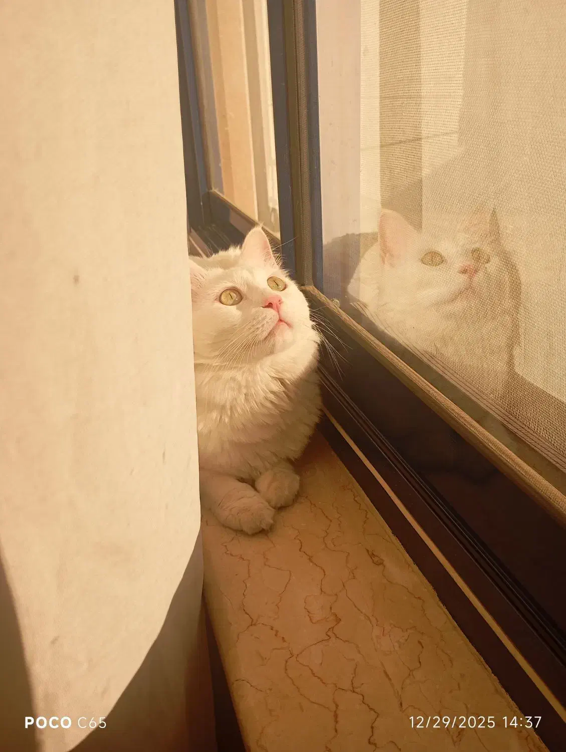 گربه|گربه|فومن, |دیوار