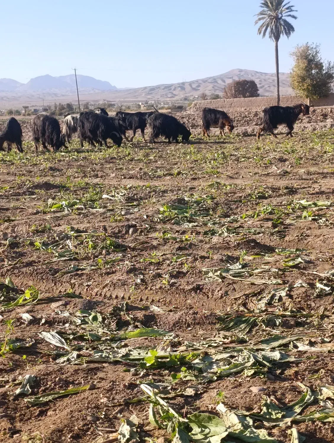 بز درج یک|حیوانات مزرعه|فسا, |دیوار