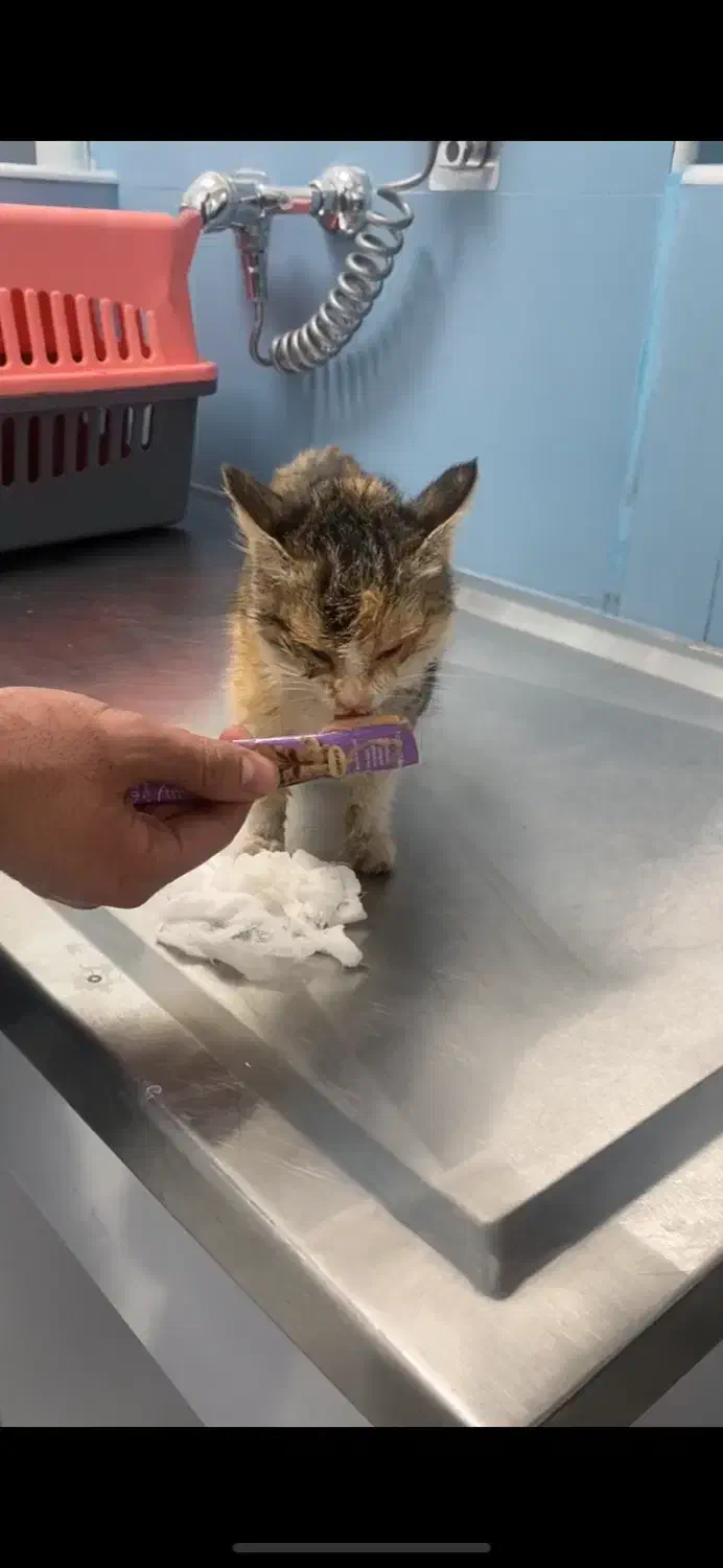 واگذاری بچه گربه|گربه|کرمان, |دیوار