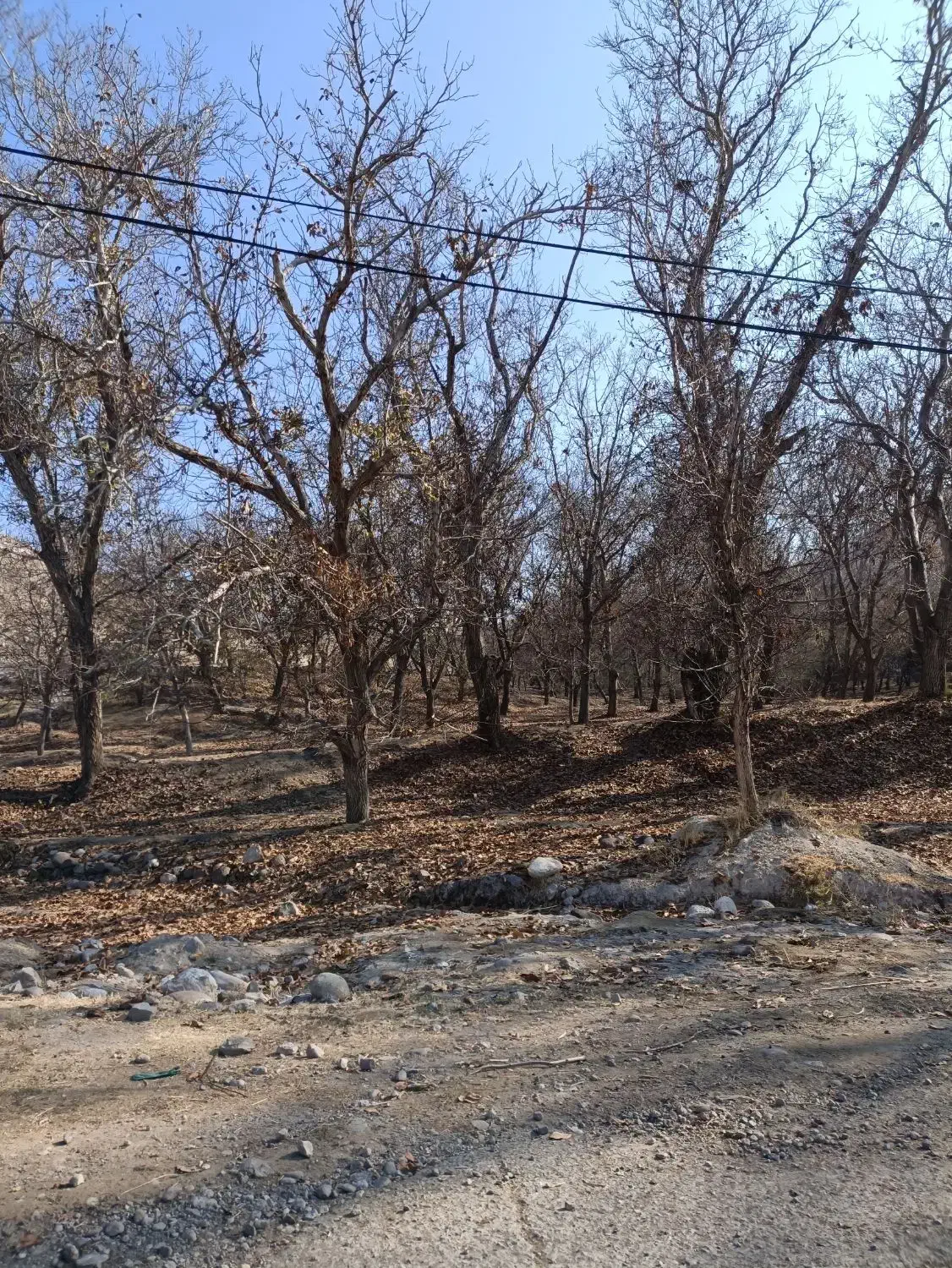 صفا باغ|فروش دفتر صنعتی، کشاورزی، تجاری|مراغه, |دیوار