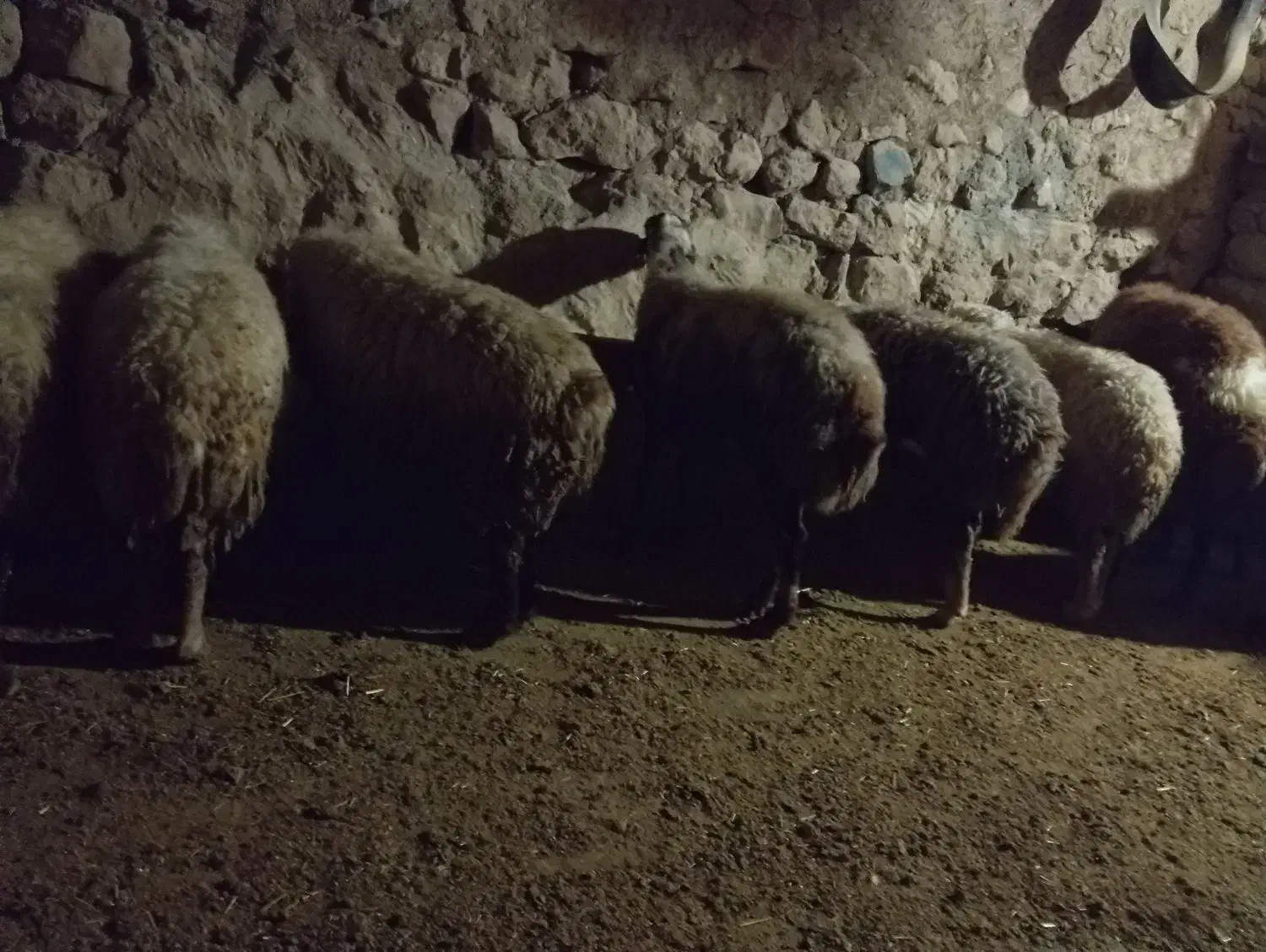 میش داشتی آبستن|حیوانات مزرعه|کوهدشت, |دیوار