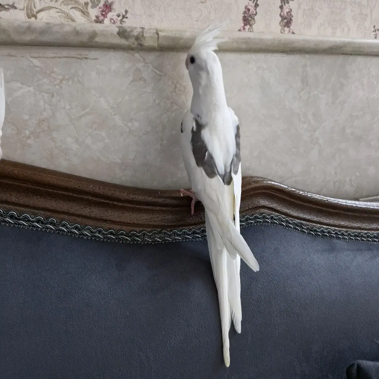 عروس هلندی البینو مهر نر|پرنده|ساوه, |دیوار