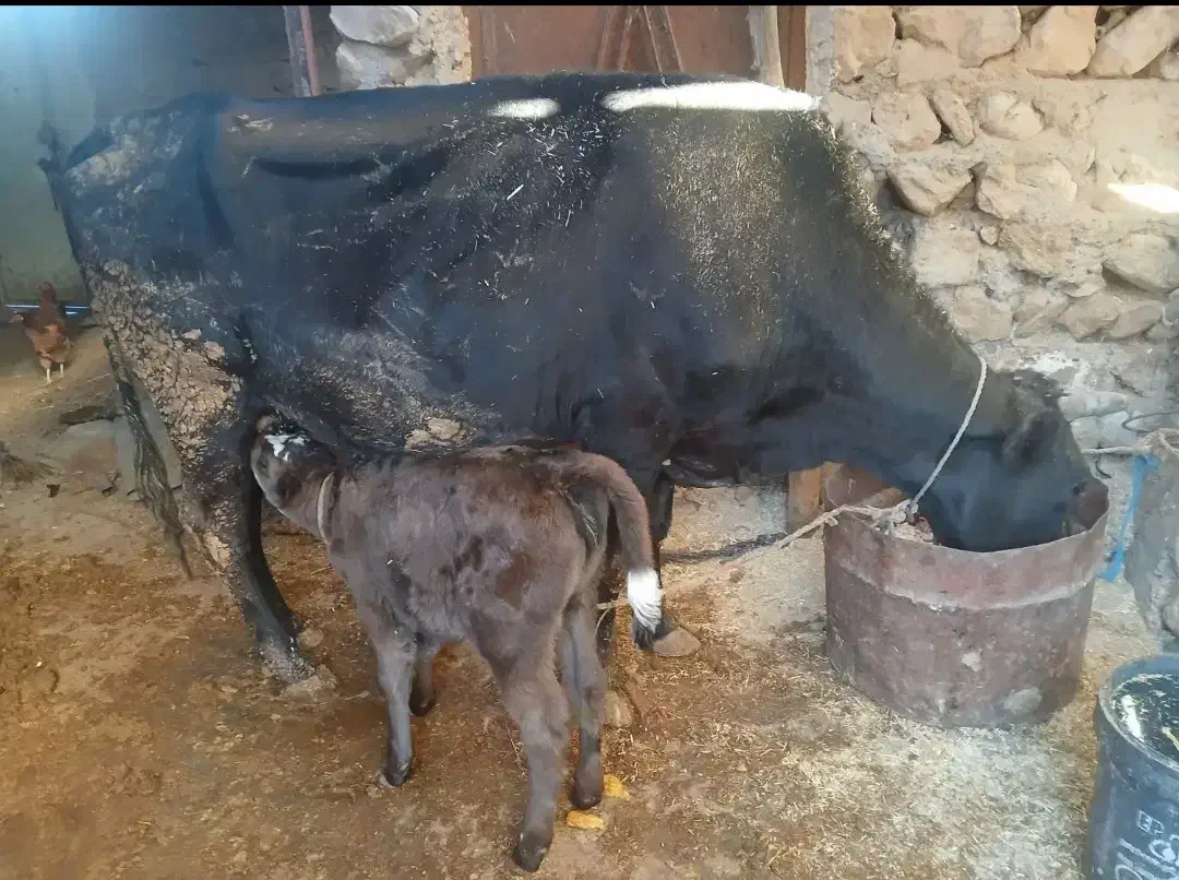 گاو فروشی|حیوانات مزرعه|دره شهر, |دیوار