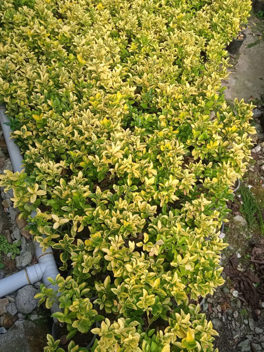 شمشاد طلایی|عمدهفروشی|چابکسر, |دیوار