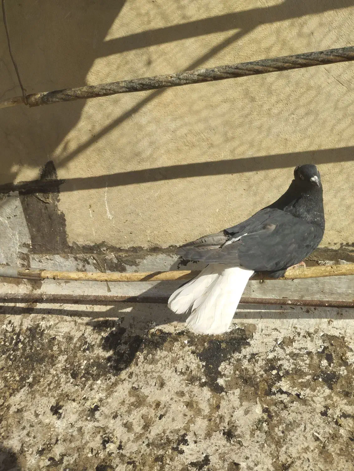 ذیل دمسفید نر|پرنده|تاکستان, |دیوار