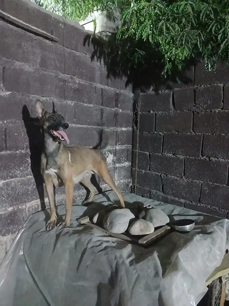 سگ مالینوز|سگ|جیرفت, |دیوار