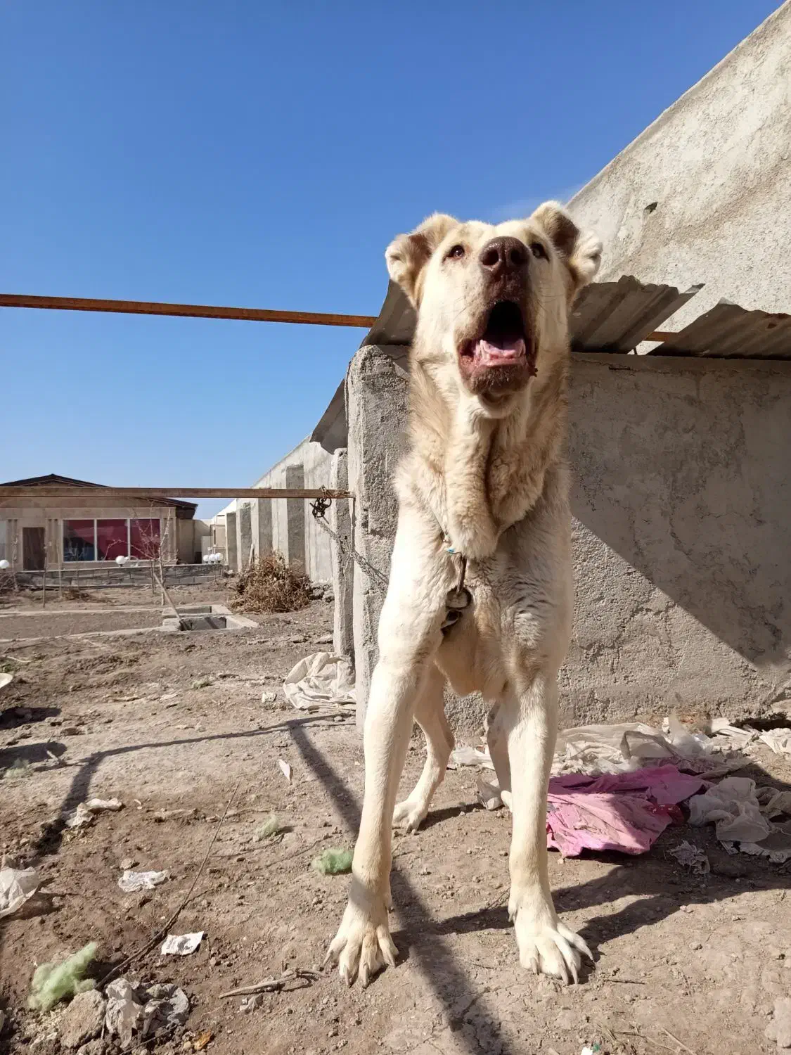 سگ سرابی|سگ|رباط‌کریم, حصار مهتر|دیوار