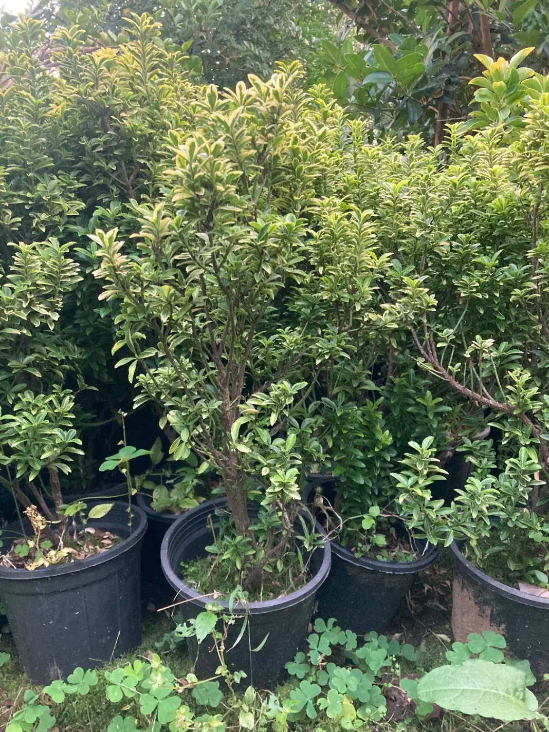 شمشاد سوزنی نعنایی و طلایی|گل و گیاه طبیعی|واجارگاه, |دیوار